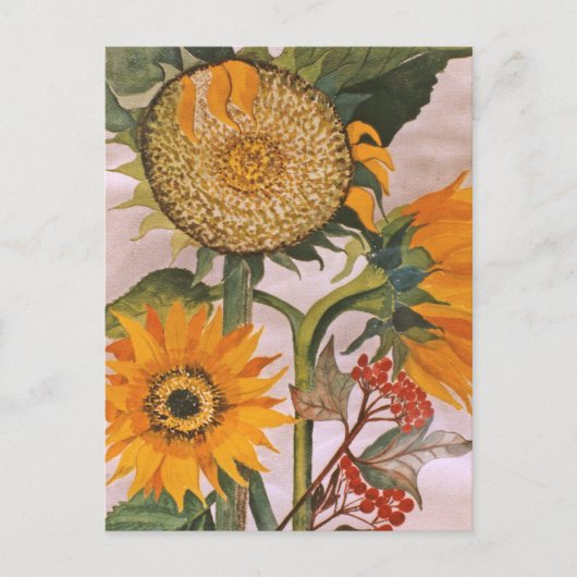 Carte Postale Art de tournesol en germination jaune orange (Devant)