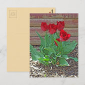 Carte Postale Art des Tulipes rouges (Devant / Derrière)