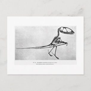 Carte postale art Dimorphodon macronyx