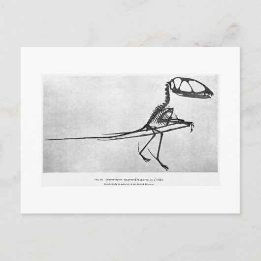 Carte postale art Dimorphodon macronyx (Devant)