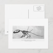 Carte postale art Dimorphodon macronyx (Devant / Derrière)