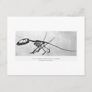 Carte postale art Dimorphodon macronyx