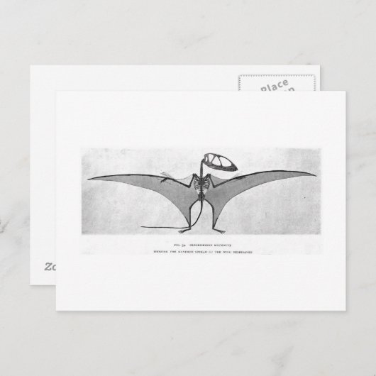 Carte postale art Dimorphodon macronyx (Devant / Derrière)