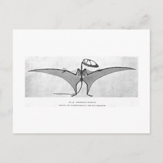 Carte postale art Dimorphodon macronyx (Devant)