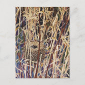 Carte Postale Art du nid de la faune (Devant)