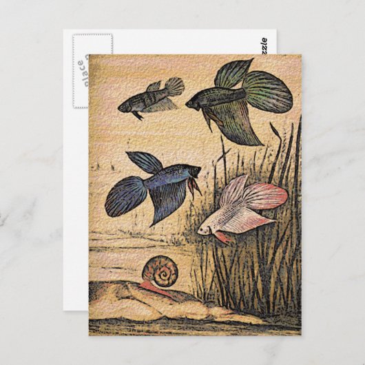 Carte Postale Art du poisson (Devant / Derrière)