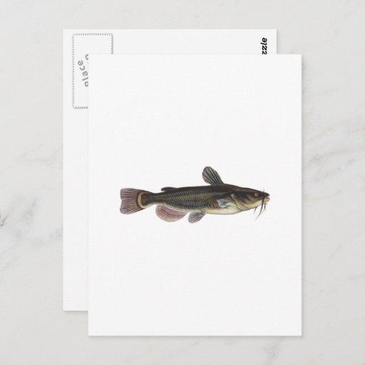 Carte Postale Art du poisson-chat Black Bullhead (Devant / Derrière)
