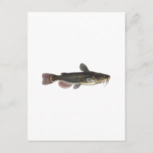 Carte Postale Art du poisson-chat Black Bullhead