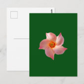Carte Postale Art floral rose (Devant / Derrière)