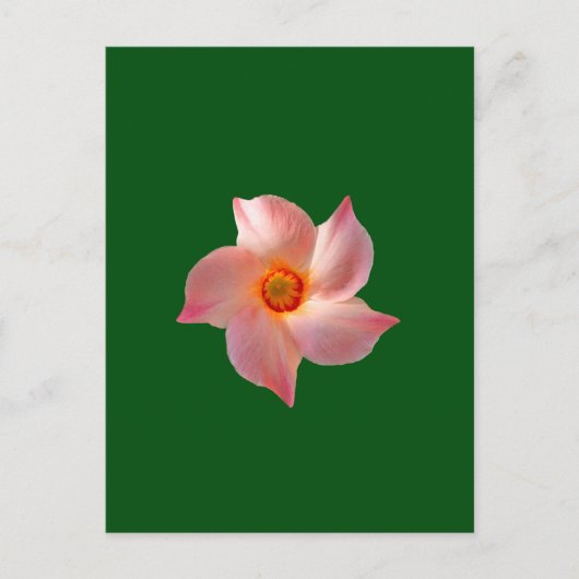 Carte Postale Art floral rose (Devant)