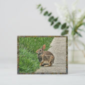 Carte Postale Art lapin (Debout devant)