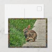 Carte Postale Art lapin (Devant / Derrière)