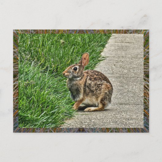 Carte Postale Art lapin (Devant)