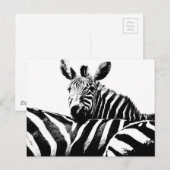 Carte Postale Art moderne Black & White Pop Photo Zebras (Devant / Derrière)