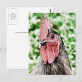 Carte Postale Art numérique Blue Rooster (Devant / Derrière)