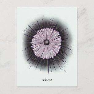 Carte Postale Art numérique Geek de microbiologie Heliozoa