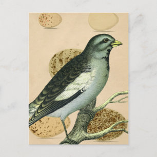 Carte Postale Art numérique vintage d'oiseaux