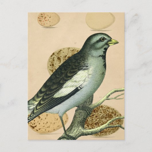 Carte Postale Art numérique vintage d'oiseaux (Devant)