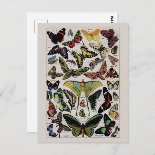 Carte Postale Art papillon vintage (Devant / Derrière)