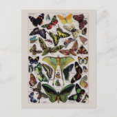 Carte Postale Art papillon vintage (Devant)