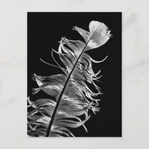 Carte Postale Art photographique noir et blanc