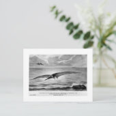Carte postale art Pteranodon (Debout devant)