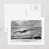 Carte postale art Pteranodon (Devant / Derrière)
