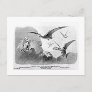 Carte postale art Pterodactyles