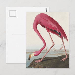Carte Postale Art Vintage Audubon Flamant rose américain oiseau 