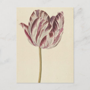 Carte Postale Art vintage avec tulipe blanche et r