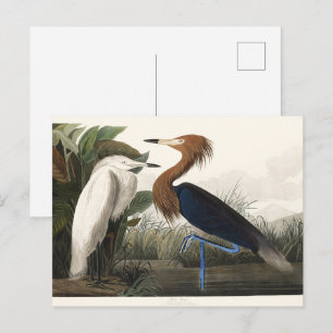 Carte Postale Art vintage d'Audubon représentant l'Aigrette rous