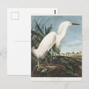 Carte Postale Art vintage d'Audubon représentant un héron neigeu
