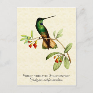 Carte Postale Art Vintage de colibri à gorge violette