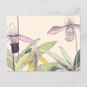 Carte Postale Art vintage japonais Paphiopedlum Orchid