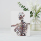 Carte Postale Artères, Veines Et Système Lymphatique 1 (Debout devant)