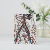 Carte Postale Artères, Veines Et Système Lymphatique 4 (Debout devant)