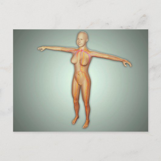 Carte Postale Artères, veines et système nerveux féminin (Devant)