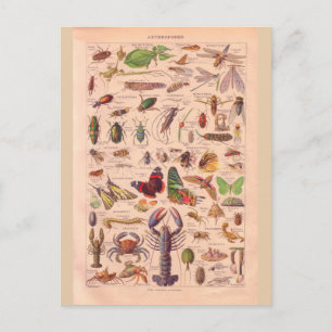 Carte Postale Arthropodes historiques vintages