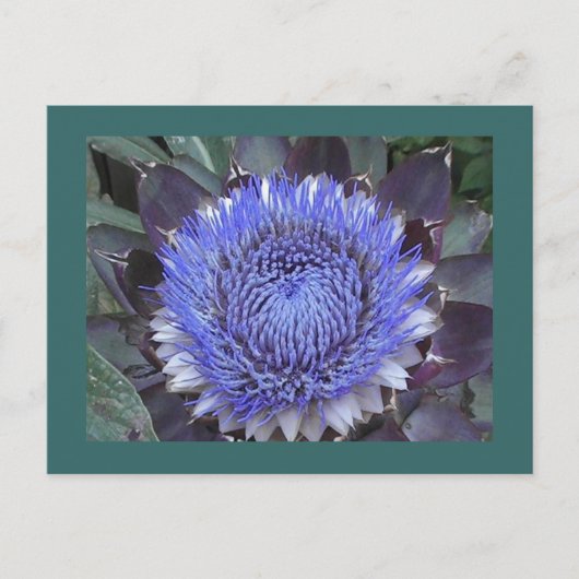 Carte postale Artichoke Bloom (Devant)