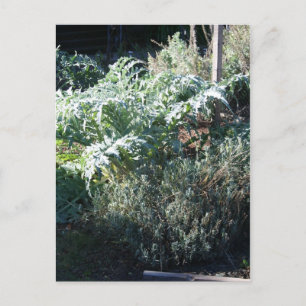 Carte postale Artichoke et Lavender