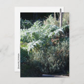 Carte postale Artichoke et Lavender (Devant / Derrière)