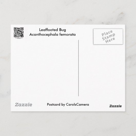 Carte Postale Articles de bug feuilleté (Acanthocephala fenorata (Dos)