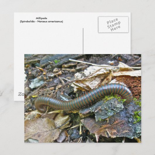 Carte Postale Articles de série Millipede (Devant / Derrière)