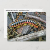 Carte Postale Articles de série Millipede (Devant / Derrière)