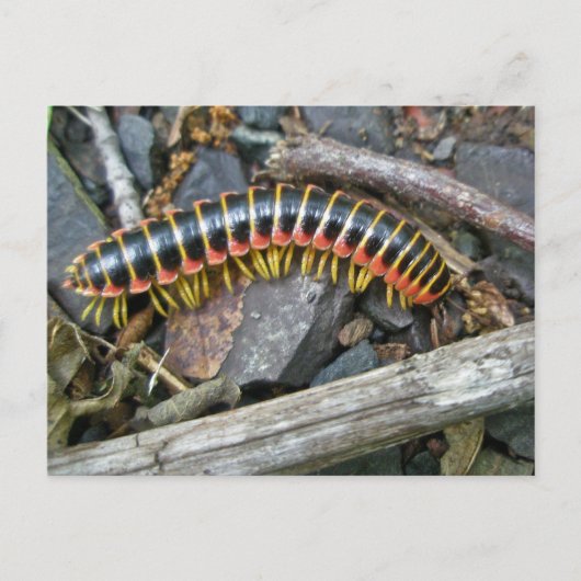 Carte Postale Articles de série Millipede (Devant)