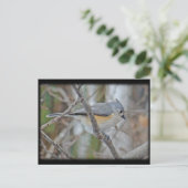 Carte Postale Articles Tufted Titsouris (Baeolophus bicolor) (Debout devant)