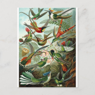 Carte Postale Artiste vintage Ernst Haeckel