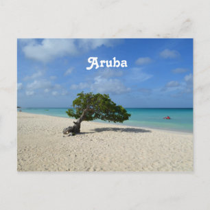 Carte Postale Aruba Divi Divi Tree