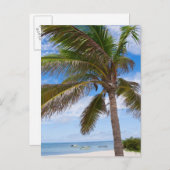 Carte Postale Aruba, palmier sur la plage (Devant / Derrière)