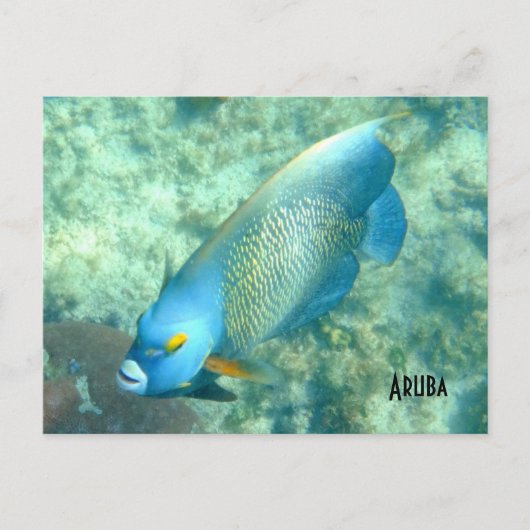 Carte Postale Aruba Photo sous-marine de Fish (Devant)